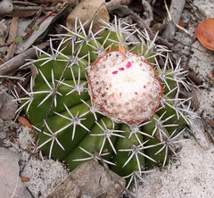 Melocactus violaceus margaritaceus