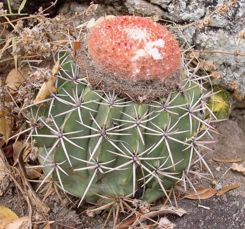 Melocactus zehntneri