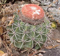 Melocactus