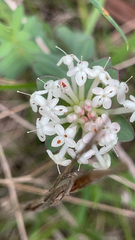 Pimelea linifolia