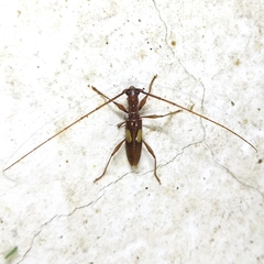 Gnomibidion fulvipes
