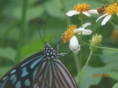 Ideopsis similis