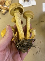 Gymnopilus ventricosus