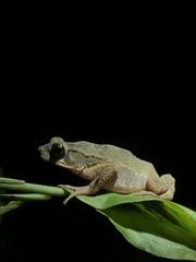 Incilius coniferus