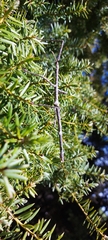 Argosarchus horridus
