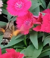 Macroglossum