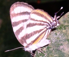 Arawacus aetolus