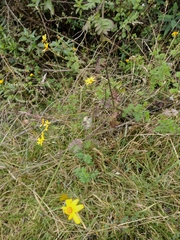 Tagetes zypaquirensis