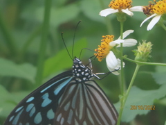 Ideopsis similis