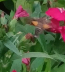 Macroglossum