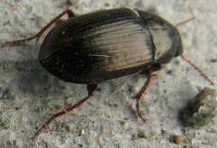 Carabidae