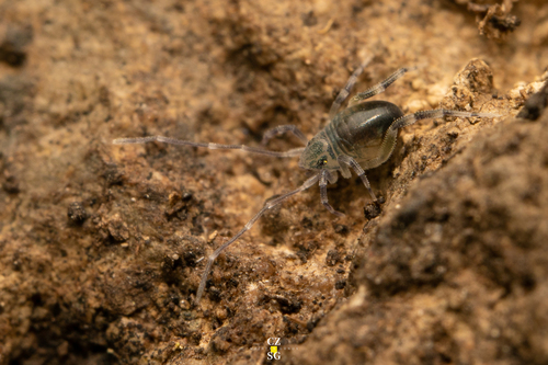 Neocarus