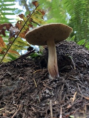 Xerocomellus diffractus