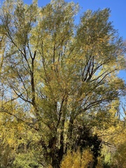 Salix exigua