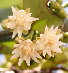 Magnoliopsida