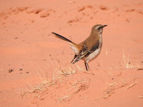 Moqueur à dos brun (Mimus dorsalis)