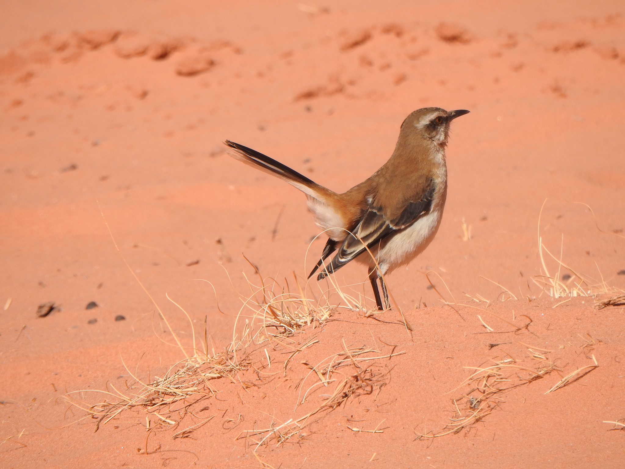Brown-backed Mockingbird illustration