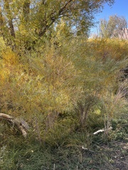 Salix exigua