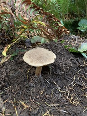 Xerocomellus diffractus