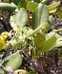 Magnoliopsida