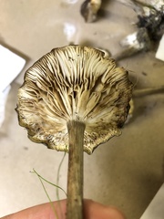 Melanoleuca melaleuca