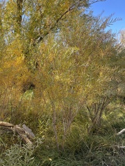 Salix exigua