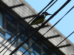 Pitangus sulphuratus