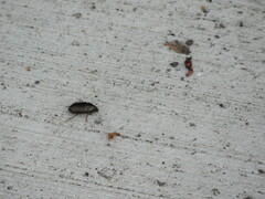 Carabidae