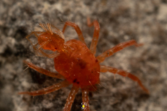 Erythraeoidea