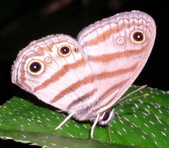 Euptychia
