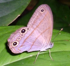 Amiga arnaca