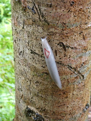 Triboniophorus graeffei