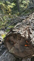 Dacrymyces chrysospermus