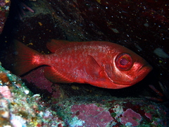 Heteropriacanthus carolinus