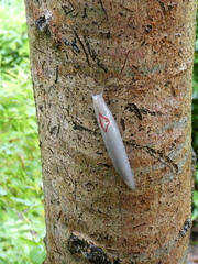 Triboniophorus graeffei