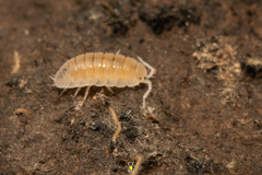 Platyarthridae