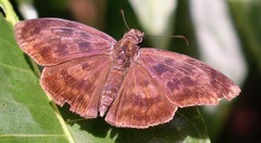 Anastrus sempiternus