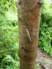 Triboniophorus graeffei