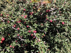 Cotoneaster microphyllus