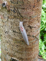 Triboniophorus graeffei