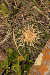 Echinofossulocactus crispatus