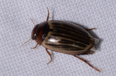 Agabus disintegratus