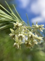 Asclepias linaria