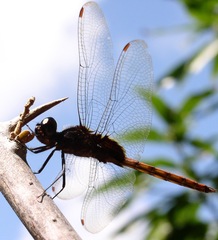 Tauriphila australis