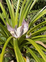 Freycinetia banksii