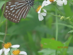Ideopsis similis