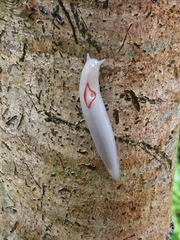 Triboniophorus graeffei