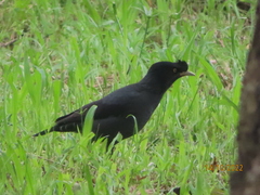 Acridotheres cristatellus
