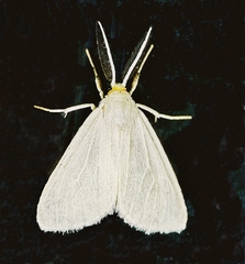 Neoplynes eudora