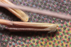 Schizachyrium tenerum